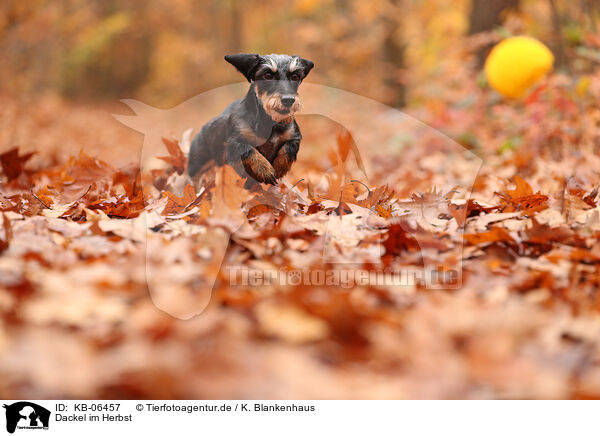 Dackel im Herbst / Dachshund in autumn / KB-06457