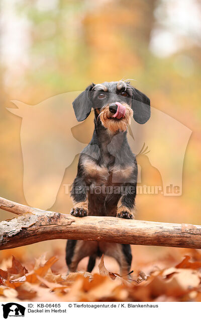 Dackel im Herbst / Dachshund in autumn / KB-06465