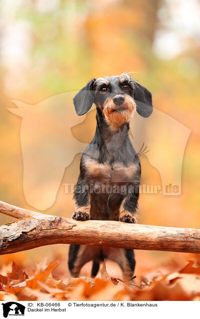 Dackel im Herbst / Dachshund in autumn / KB-06466