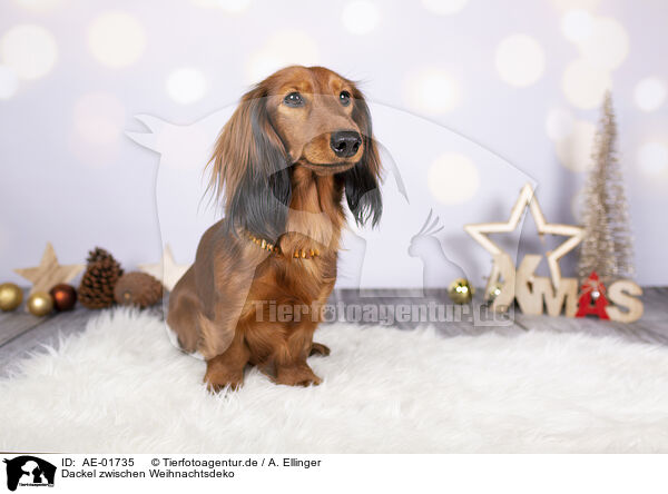 Dackel zwischen Weihnachtsdeko / Dachshund between christmas decoration / AE-01735