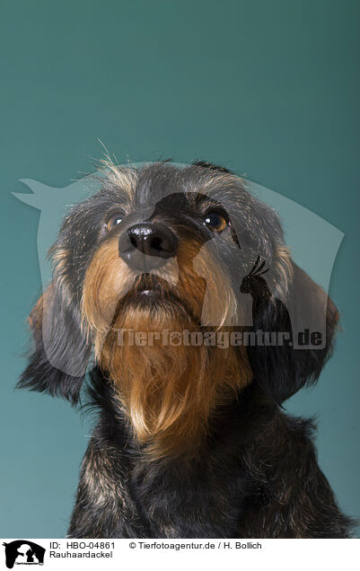 Rauhaardackel / wirehaired Dachshund / HBO-04861