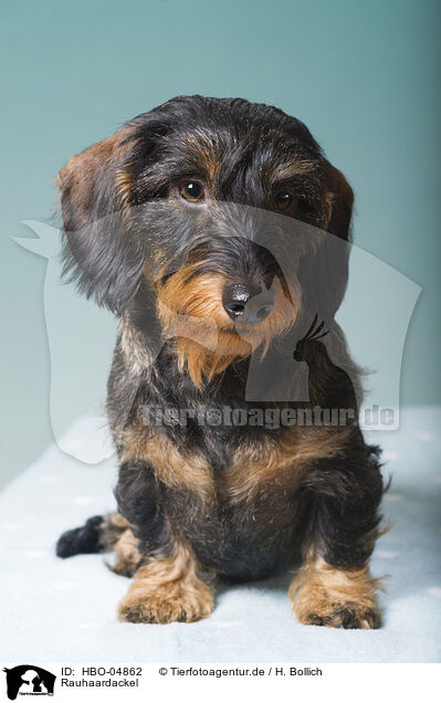 Rauhaardackel / wirehaired Dachshund / HBO-04862