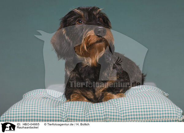 Rauhaardackel / wirehaired Dachshund / HBO-04865