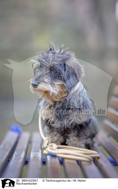 Rauhaardackel / wirehaired Dachshund / MAH-02581