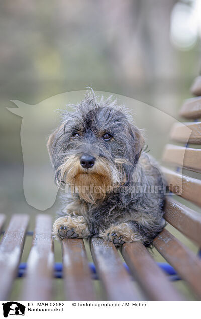 Rauhaardackel / wirehaired Dachshund / MAH-02582