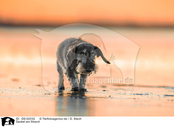 Dackel am Strand / Dachshund at the beach / DS-02032