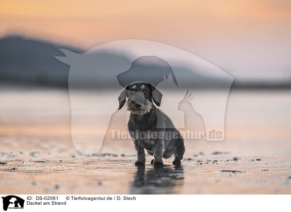 Dackel am Strand / Dachshund at the beach / DS-02061