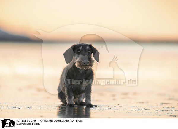 Dackel am Strand / Dachshund at the beach / DS-02079