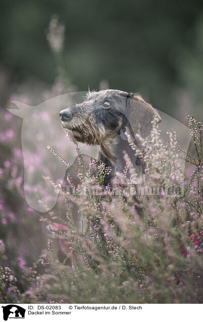 Dackel im Sommer / Dachshund in the summer / DS-02083