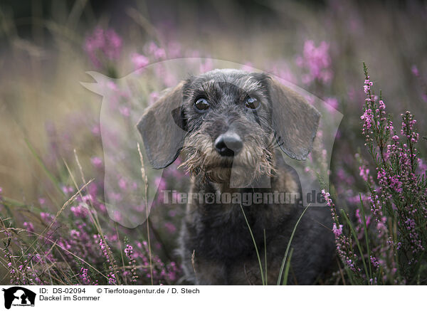 Dackel im Sommer / Dachshund in the summer / DS-02094