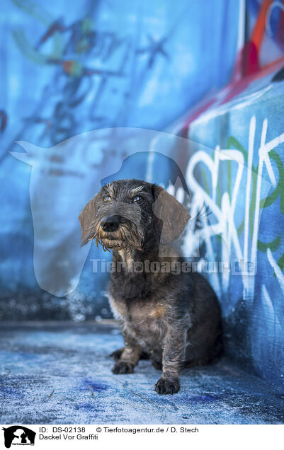 Dackel Vor Graffiti / Dachshund in front of scratchwork / DS-02138