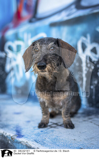 Dackel Vor Graffiti / Dachshund in front of scratchwork / DS-02141