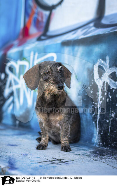 Dackel Vor Graffiti / Dachshund in front of scratchwork / DS-02145