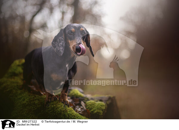 Dackel im Herbst / Dachshund in autumn / MW-27322