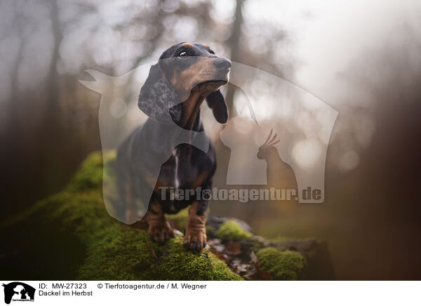 Dackel im Herbst / Dachshund in autumn / MW-27323