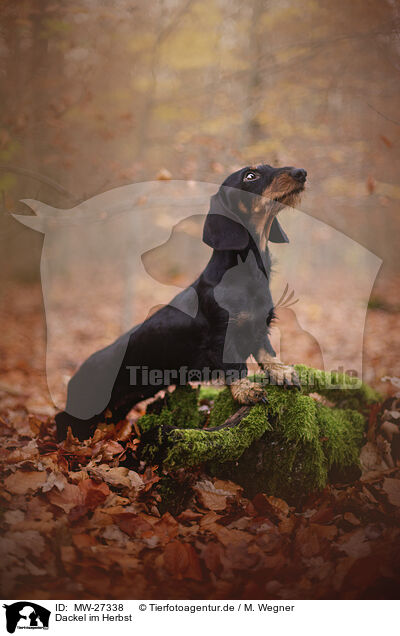 Dackel im Herbst / Dachshund in autumn / MW-27338