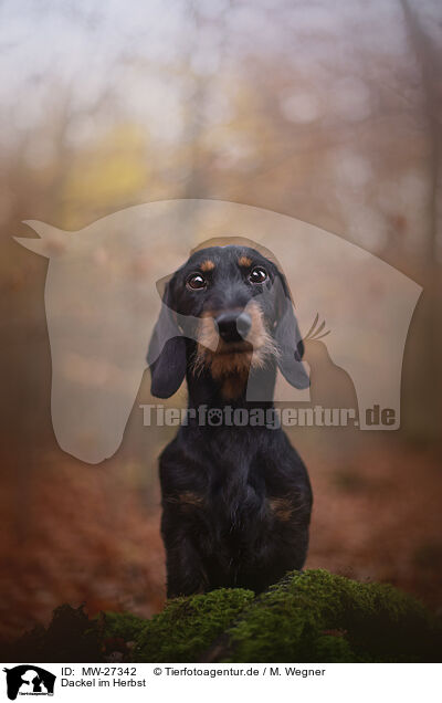 Dackel im Herbst / Dachshund in autumn / MW-27342