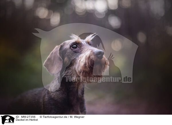 Dackel im Herbst / Dachshund in autumn / MW-27356