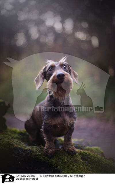 Dackel im Herbst / Dachshund in autumn / MW-27360