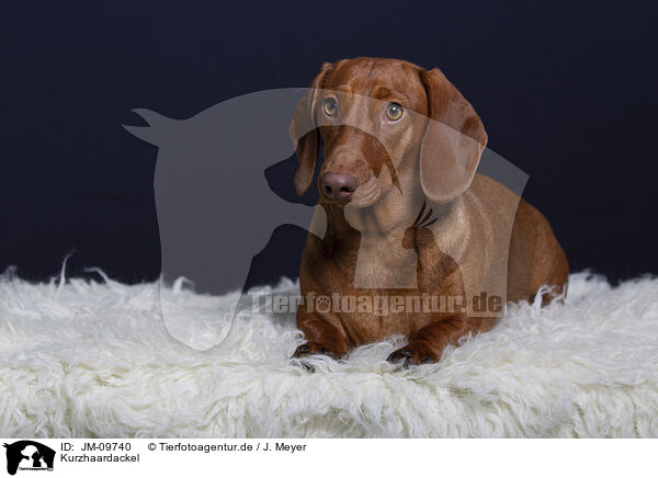 Kurzhaardackel / shorthaired Dachshund / JM-09740