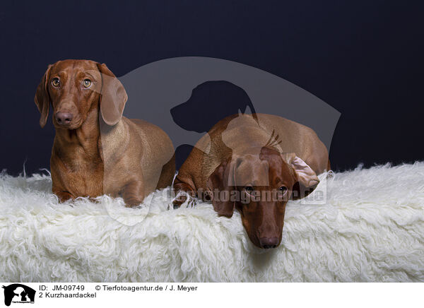 2 Kurzhaardackel / 2 shorthaired Dachshunds / JM-09749