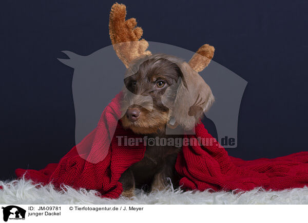 junger Dackel / young Dachshund / JM-09781