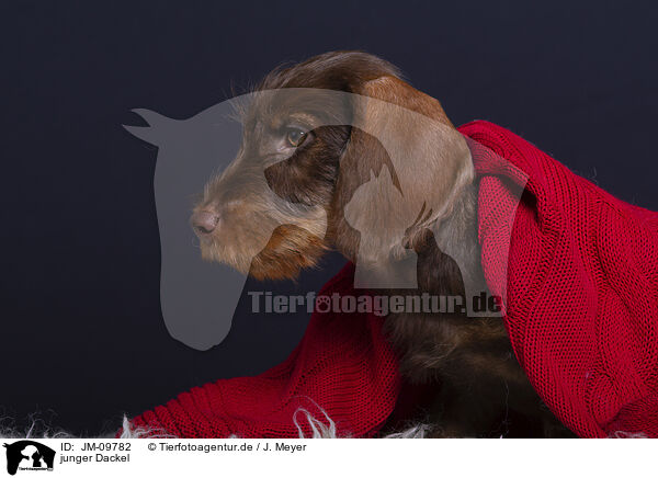 junger Dackel / young Dachshund / JM-09782