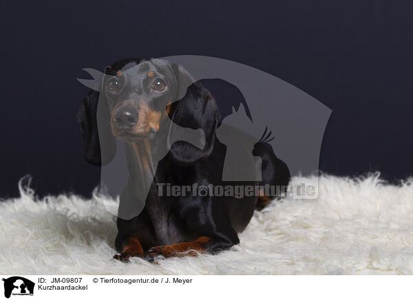 Kurzhaardackel / shorthaired Dachshund / JM-09807