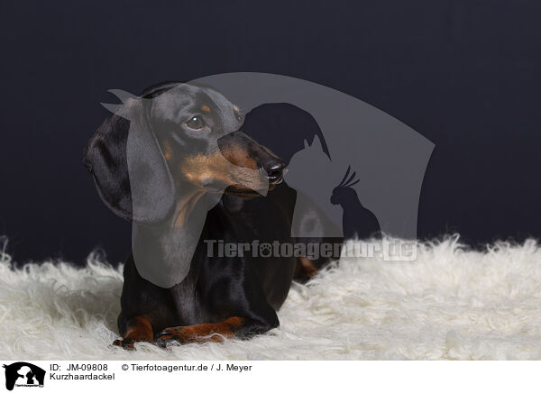 Kurzhaardackel / shorthaired Dachshund / JM-09808