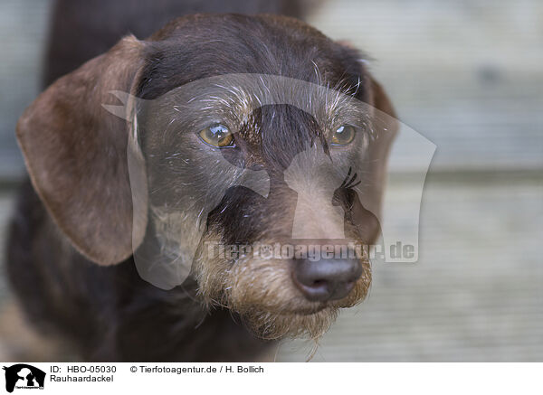 Rauhaardackel / wirehaired Dachshund / HBO-05030