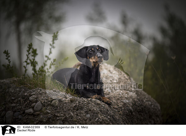 Dackel Rde / male Dachshund / KAM-02369