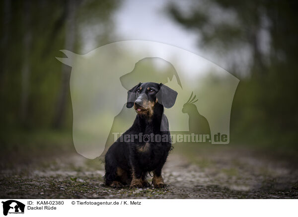 Dackel Rde / male Dachshund / KAM-02380