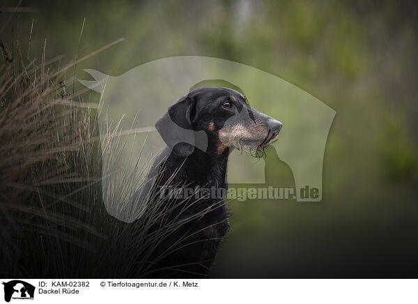 Dackel Rde / male Dachshund / KAM-02382