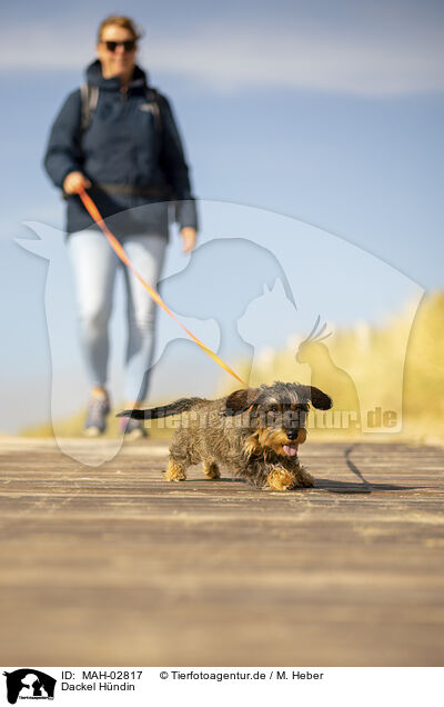 Dackel Hndin / female Dachshund / MAH-02817