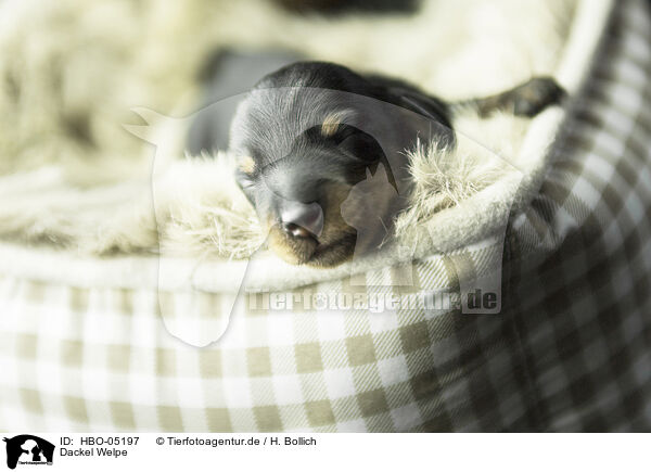 Dackel Welpe / Dachshund Puppy / HBO-05197