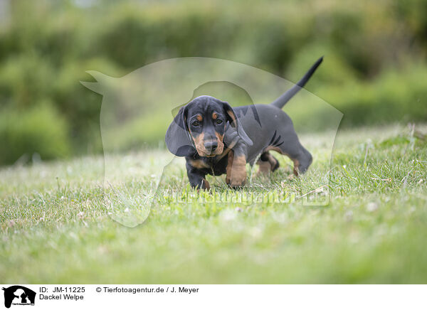 Dackel Welpe / Dachshund Puppy / JM-11225