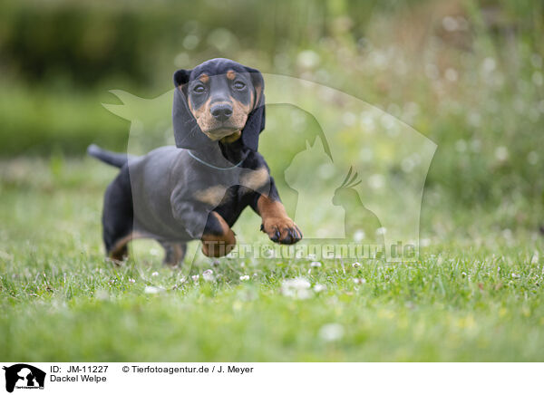 Dackel Welpe / Dachshund Puppy / JM-11227