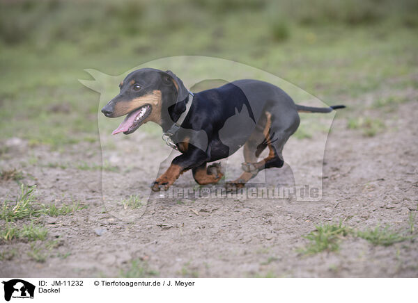 Dackel / Dachshund / JM-11232