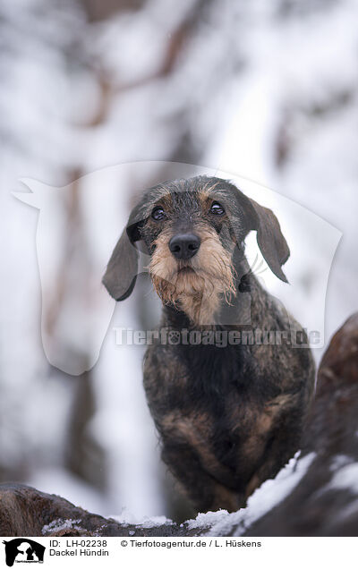 Dackel Hndin / female Dachshund / LH-02238