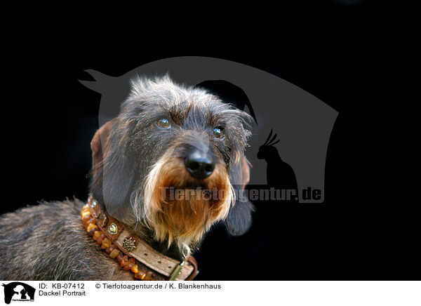 Dackel Portrait / Dachshund Portrait / KB-07412