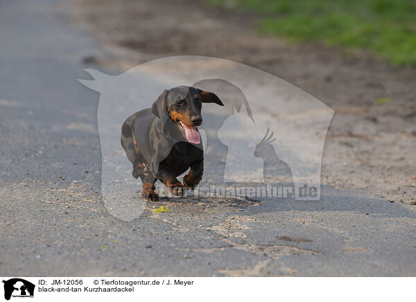 black-and-tan Kurzhaardackel / black-and-tan shorthaired Dachshund / JM-12056