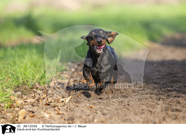 black-and-tan Kurzhaardackel / black-and-tan shorthaired Dachshund / JM-12058