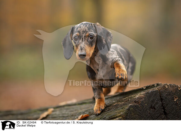 Dackel Welpe / Dachshund Puppy / SK-02494