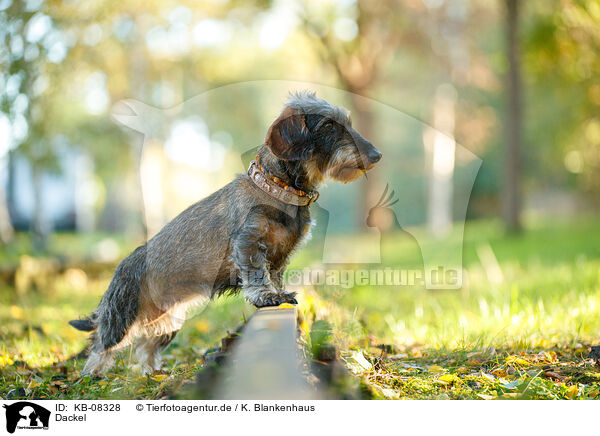 Dackel / Dachshund / KB-08328