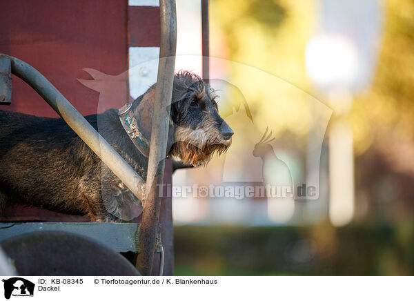 Dackel / Dachshund / KB-08345