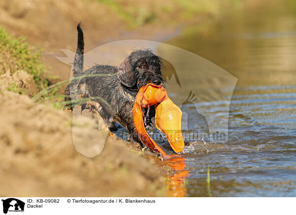 Dackel / Dachshund / KB-09082