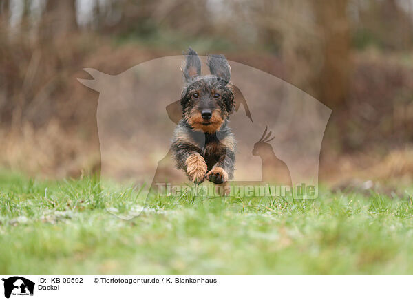 Dackel / Dachshund / KB-09592