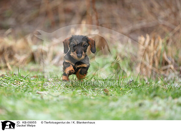 Dackel Welpe / Dachshund Puppy / KB-09955