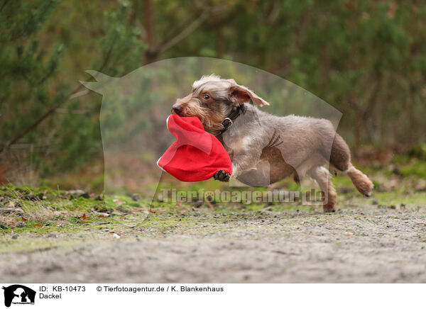 Dackel / Dachshund / KB-10473