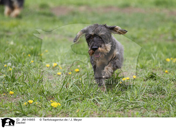 Dackel / Dachshund / JM-14865